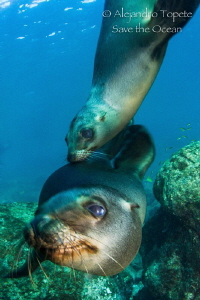 Two Sea Lion Playing with me, Los Islotes  Mexico by Alejandro Topete 